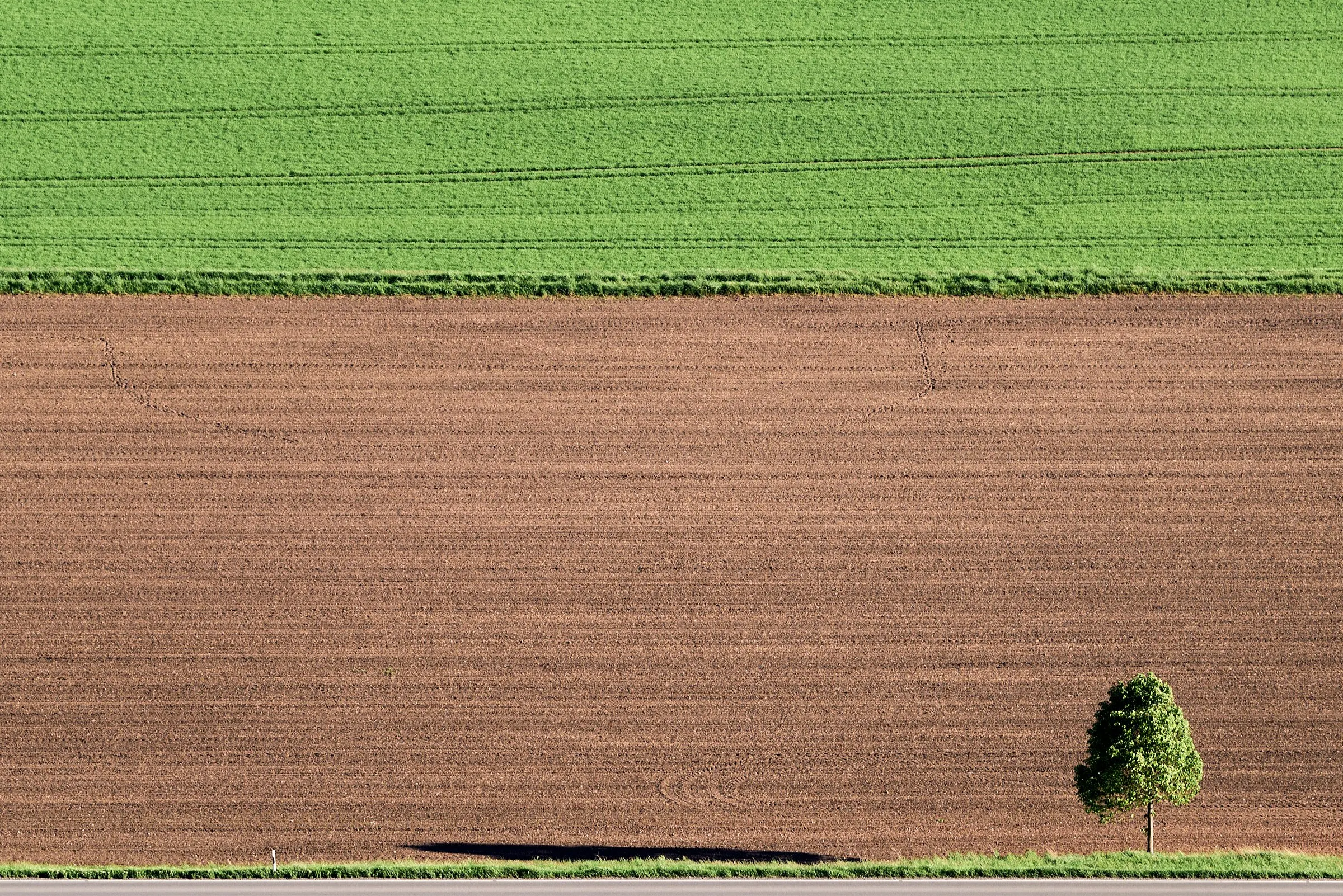  Die Aufnahme zeigt zu 90 Prozent zwei horizontal verlaufende Ackerflächen: Die obere, bis zum Bildrand, ist ein grünes, noch 'junges' Weizenfeld im Mai. Die darunterliegende ist relativ frisch aufbereitet, die 'pure' braune Erde. Am unteren Bildrand ist noch eine schmale Linie vom grauen Asphalt einer Landstraße zu erkennen. Ganz rechts unten in der Bildecke ist ein relativ kleiner Baum mit seinem frischen, grünen Blattwerk zu erkennen. Da fast das ganze Bild von den beiden grün- und braunfarbenen Ackerflächen dominiert wird, ist es m.E. ein 'Negativraum' zum kleinen Baum, der durch diese 'unverhältnismäßige' Relation erst recht wirkungsvoller erscheint.