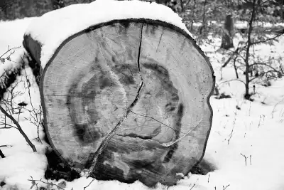 Schwarz-Weiß Aufnahme; zeigt die Unterseite eines gefällten Baumes im Winter, umgeben von Schnee.