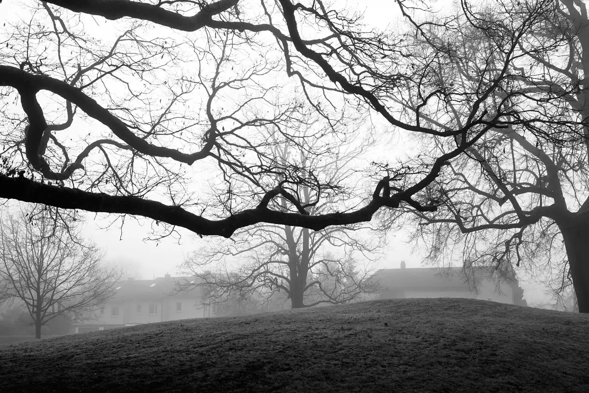 Schwarz-Weiß Aufnahme; zeigt die zahlreichen und ineinander übergehenden Äste und Ästchen zweier Bäume am linken und rechten Bildrand. In der Bildmitte steht ein weiterer kleiner Baum. Im Hintergrund sind Wohnhäuser zu erkennen. Das Bild entstand im Winter und an einem nebeligen Tag.
