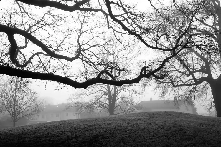 Schwarz-Weiß Aufnahme; zeigt die zahlreichen und ineinander übergehenden Äste und Ästchen zweier Bäume am linken und rechten Bildrand. In der Bildmitte steht ein weiterer kleiner Baum. Im Hintergrund sind Wohnhäuser zu erkennen. Das Bild entstand im Winter und an einem nebeligen Tag.